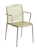 avenica.png